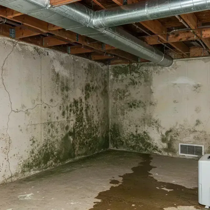 Professional Mold Removal in Gibsonburg, OH